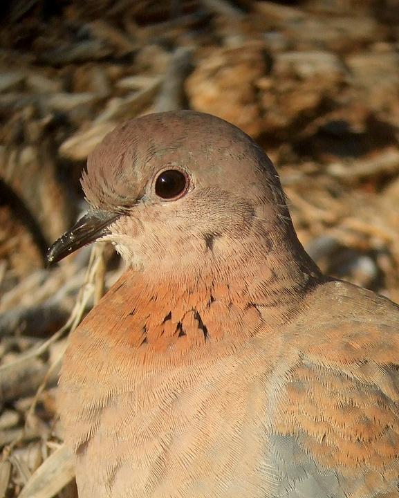 Laughing Dove Photo by Mat Gilfedder