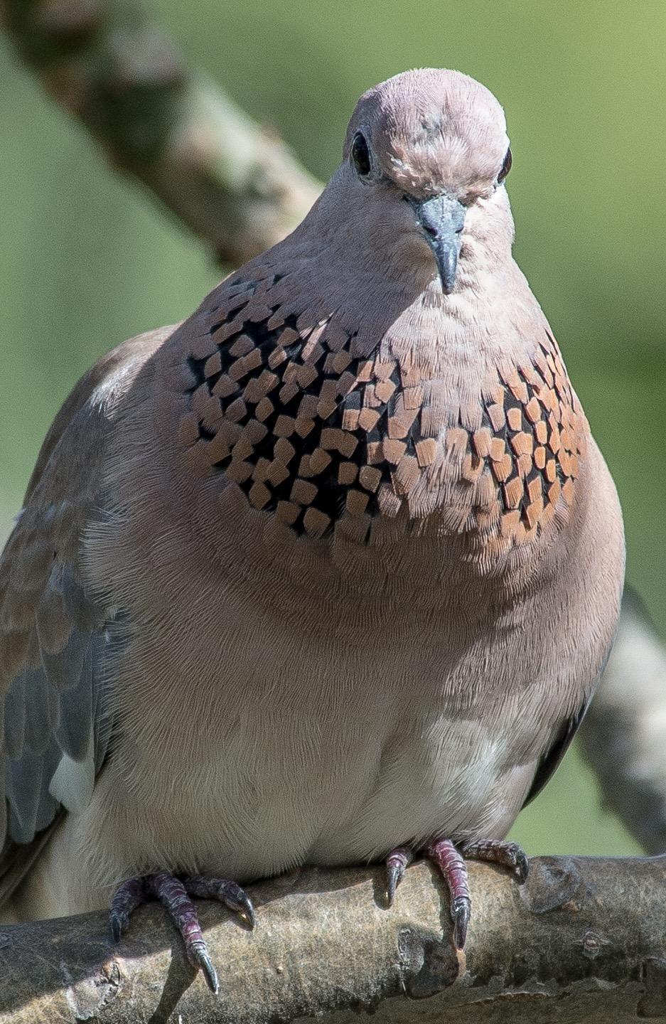 Laughing Dove Photo by Pete Myers