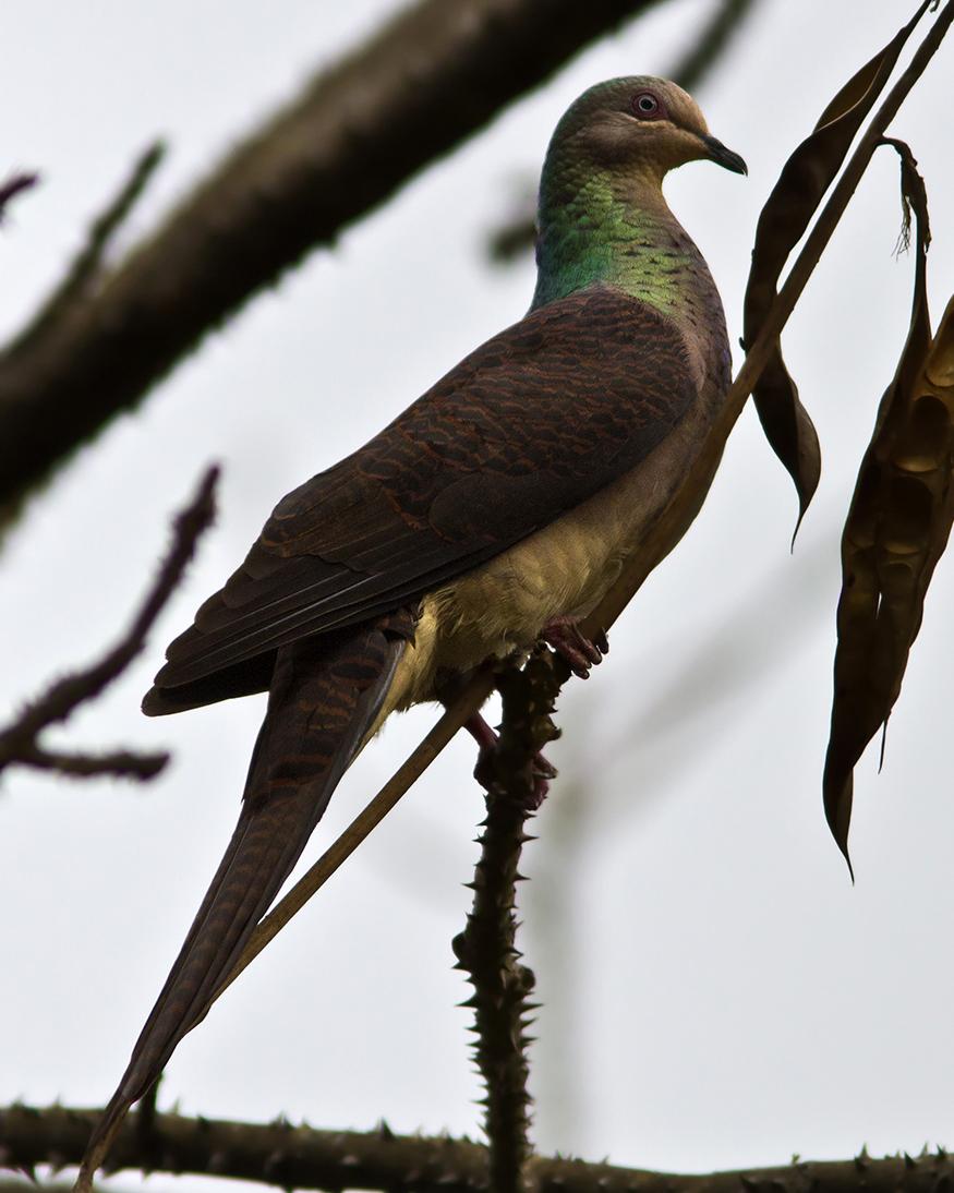 Barred Cuckoo-Dove Photo by Garima Bhatia