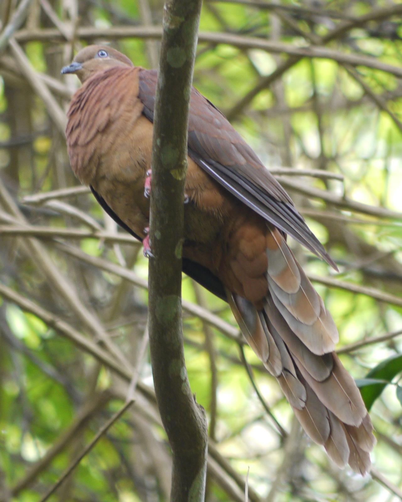 Brown Cuckoo-Dove Photo by Peter Lowe
