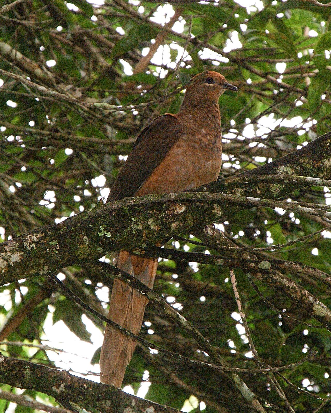 Brown Cuckoo-Dove Photo by Steve Percival