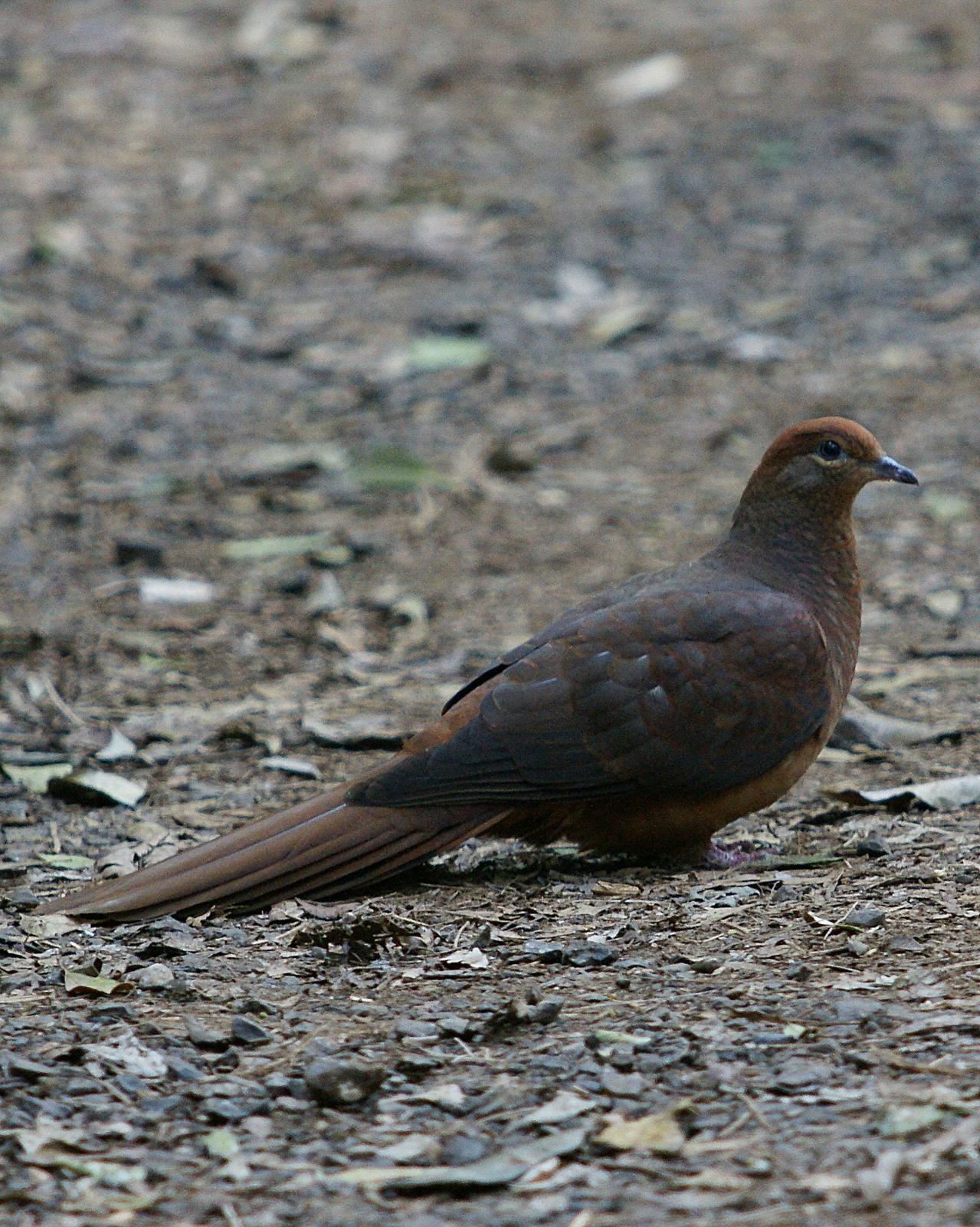 Brown Cuckoo-Dove Photo by Steve Percival