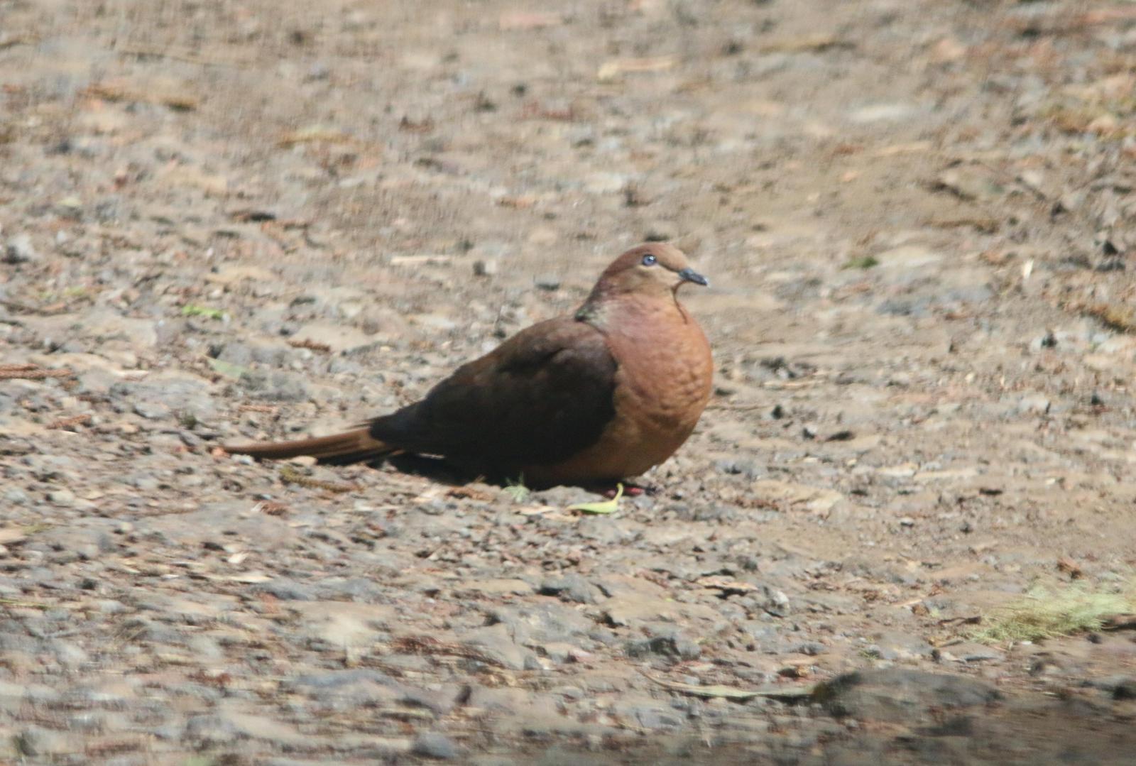 Brown Cuckoo-Dove Photo by Nick Baldwin