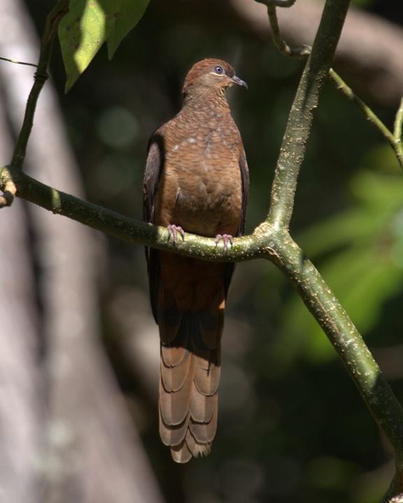 Brown Cuckoo-Dove Photo by Mat Gilfedder