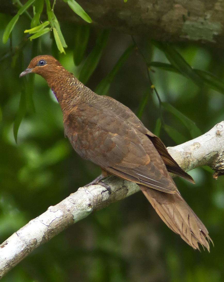 Andaman Cuckoo-Dove Photo by Garima Bhatia