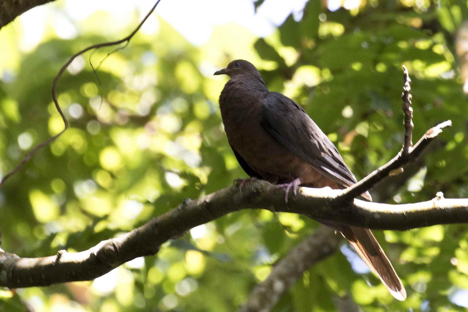 Philippine Cuckoo-Dove Photo by Yunlong Tseng