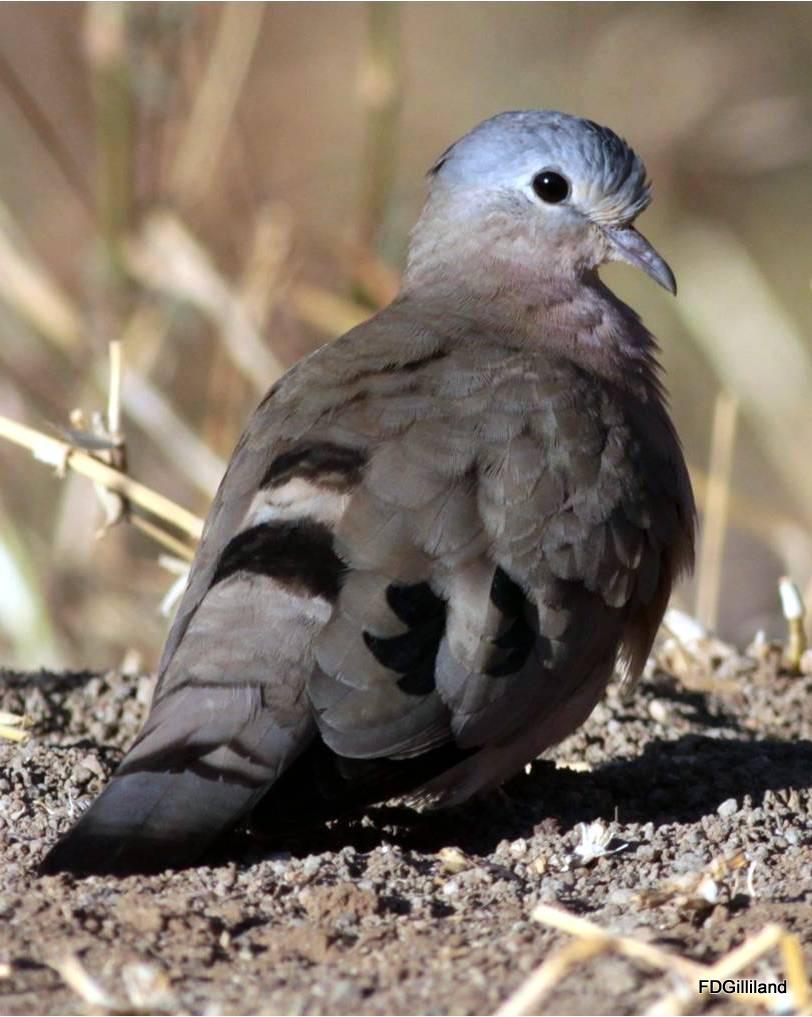 Emerald-spotted Wood-Dove Photo by Frank Gilliland