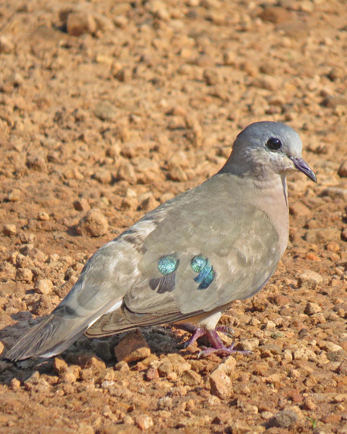 Emerald-spotted Wood-Dove Photo by Peter Boesman