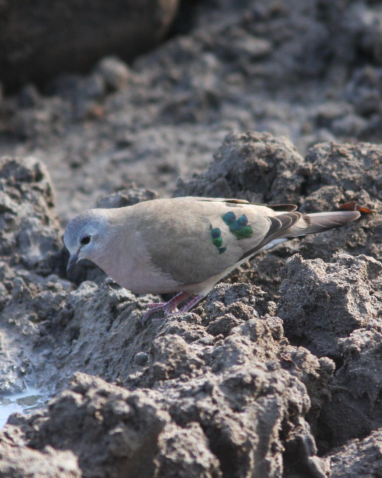 Emerald-spotted Wood-Dove Photo by Henk Baptist