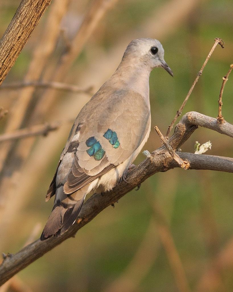 Emerald-spotted Wood-Dove Photo by Denis Rivard