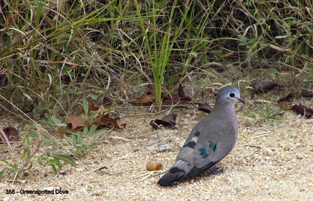Emerald-spotted Wood-Dove Photo by Richard  Lowe