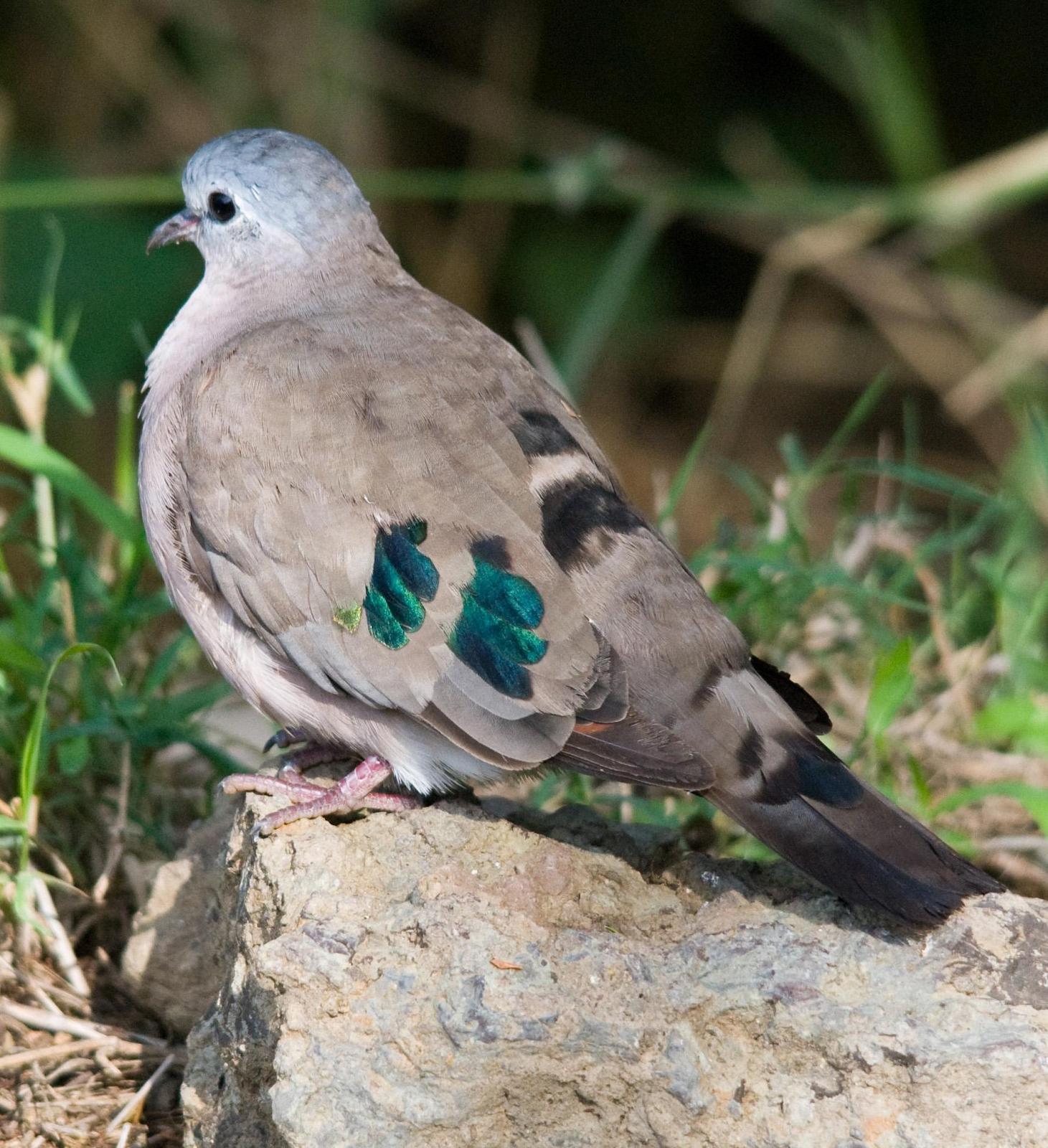 Emerald-spotted Wood-Dove Photo by Carol Foil
