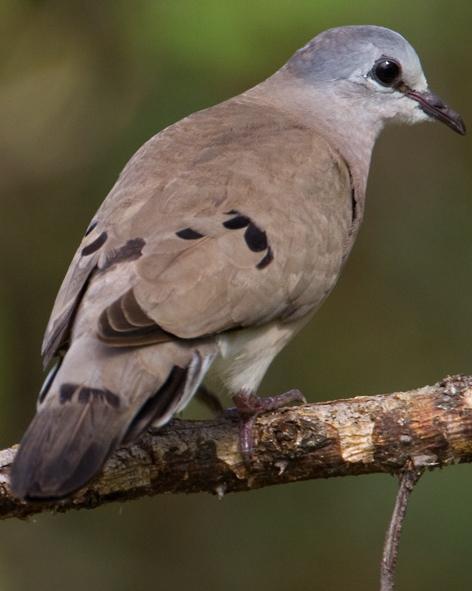 Black-billed Wood-Dove Photo by Mike Barth