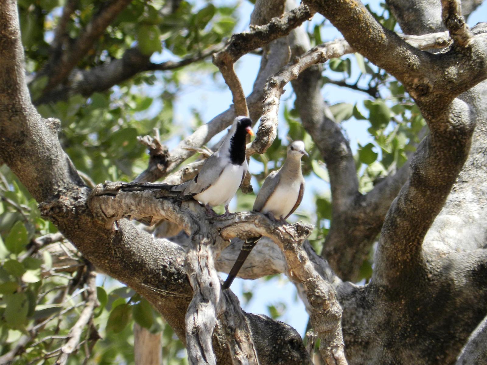 Namaqua Dove Photo by Richard Jeffers
