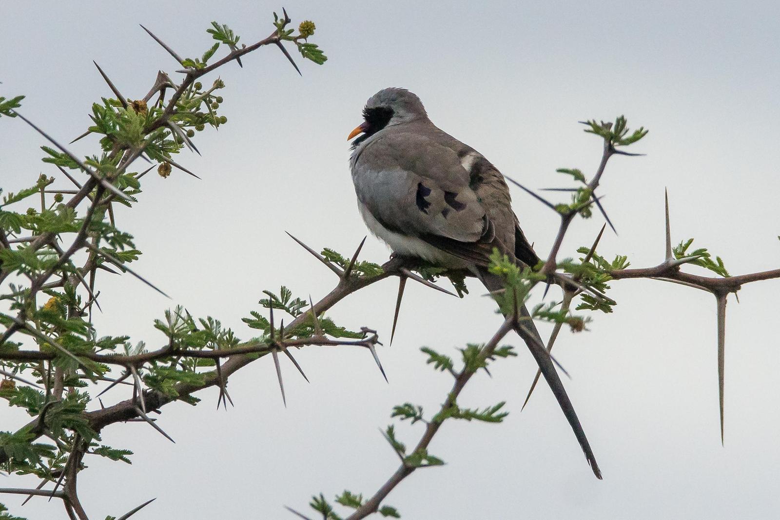 Namaqua Dove Photo by Gerald Hoekstra