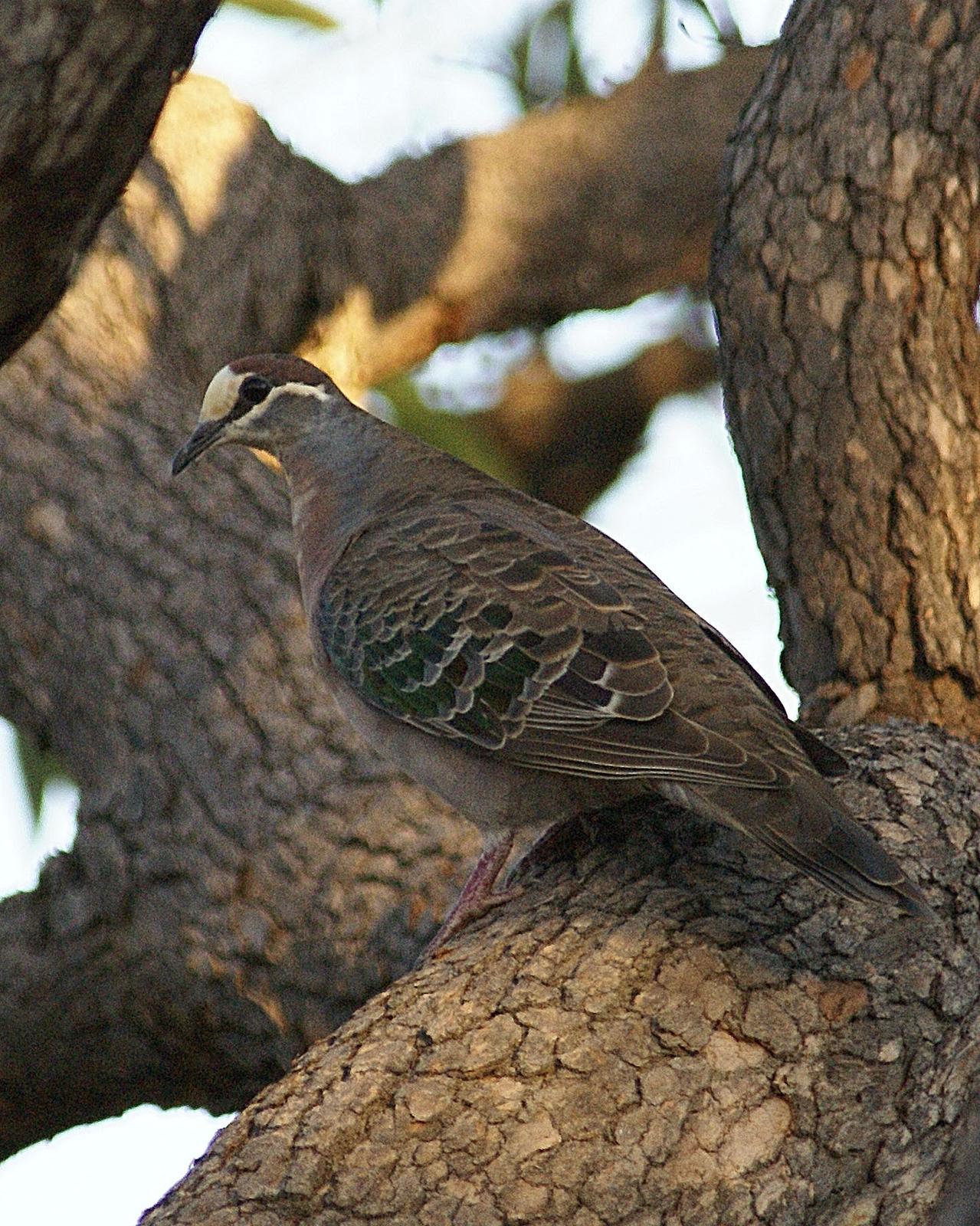 Common Bronzewing Photo by Steve Percival