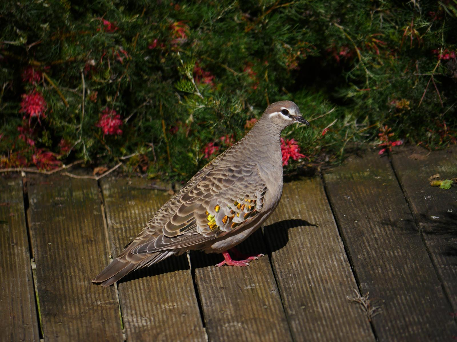 Common Bronzewing Photo by Peter Lowe