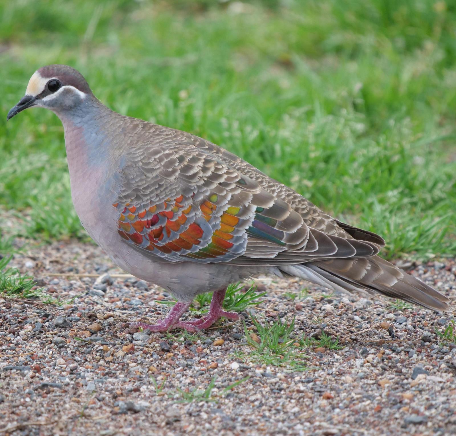 Common Bronzewing Photo by Peter Lowe