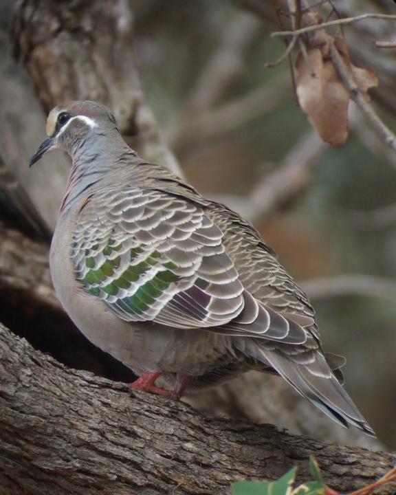Common Bronzewing Photo by Mat Gilfedder