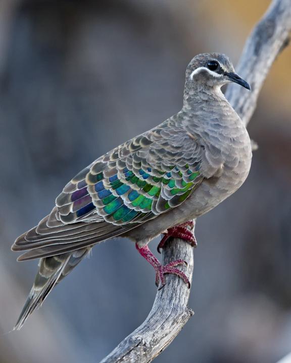 Common Bronzewing Photo by Mat Gilfedder