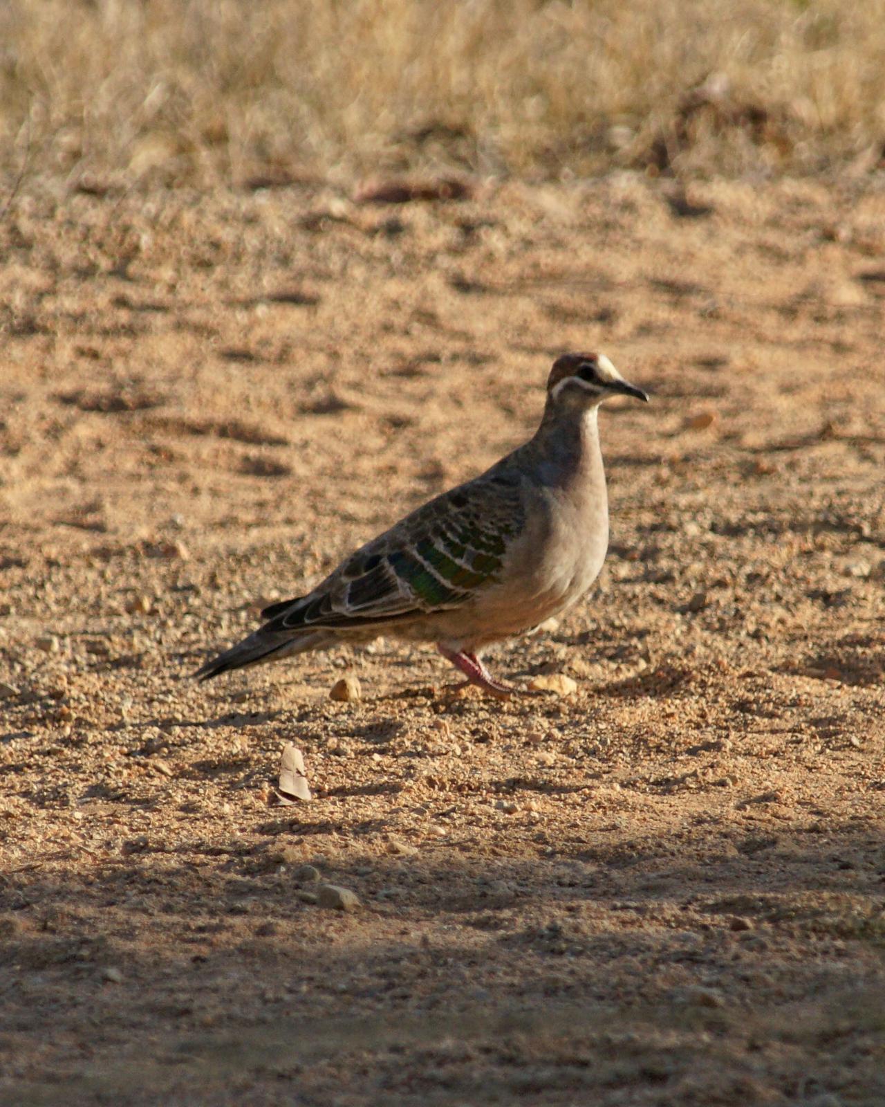 Common Bronzewing Photo by Steve Percival
