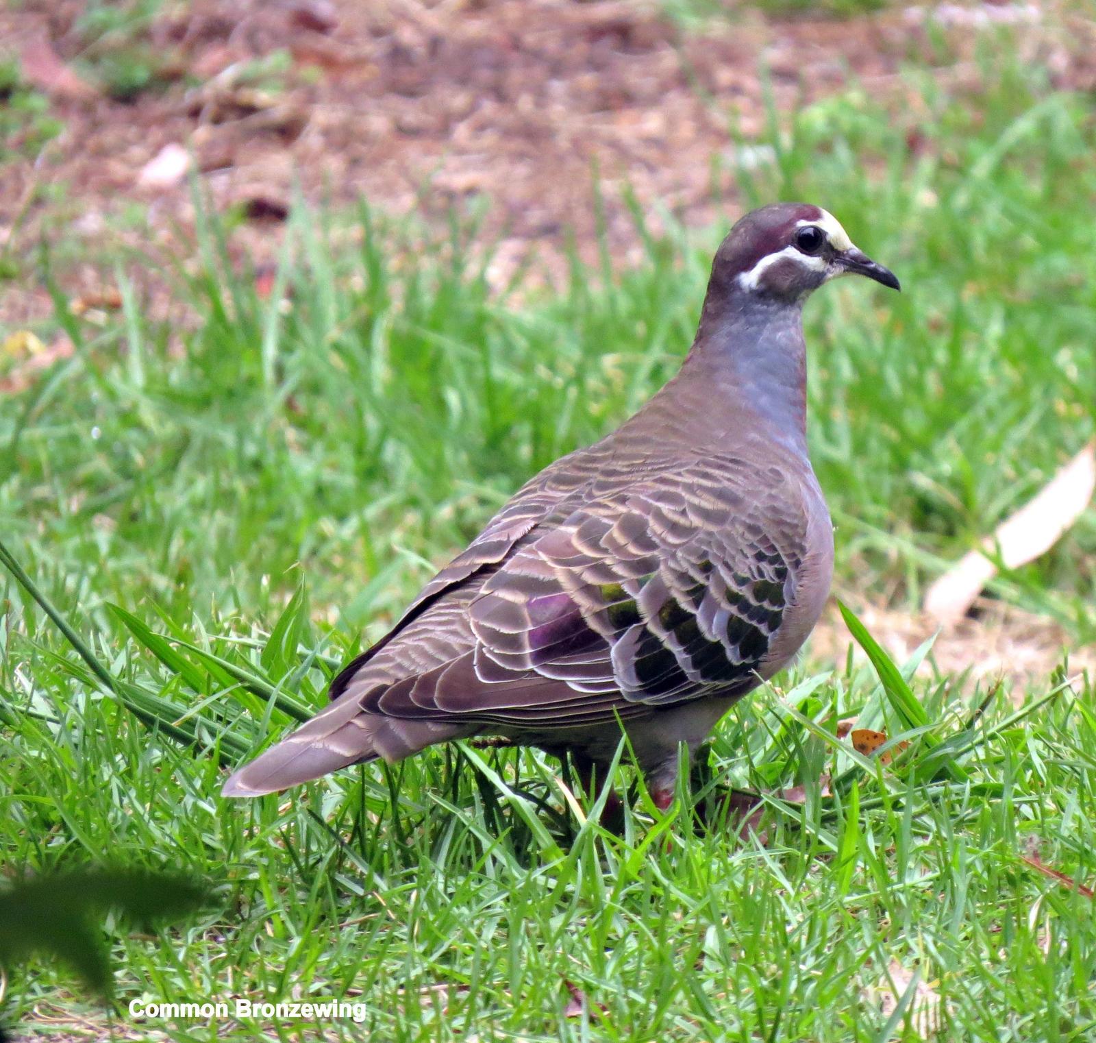 Common Bronzewing Photo by Richard  Lowe