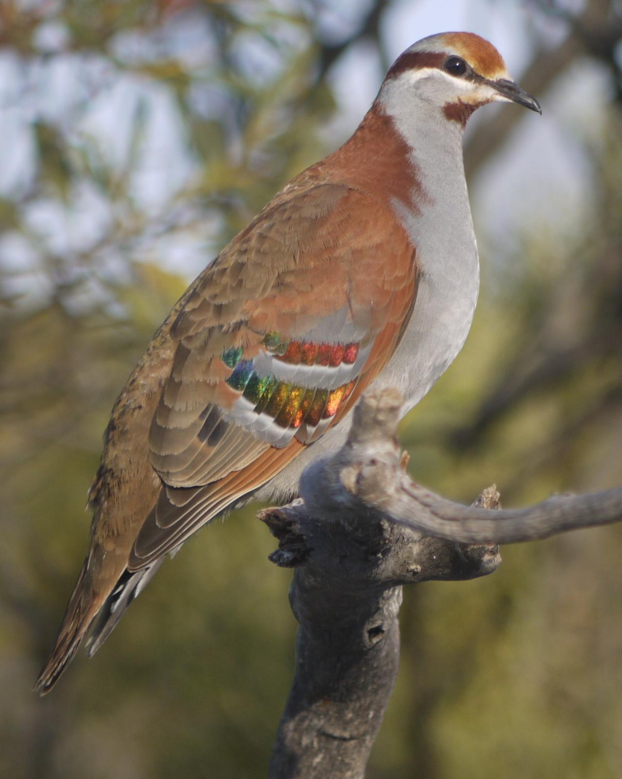 Brush Bronzewing Photo by Peter Lowe
