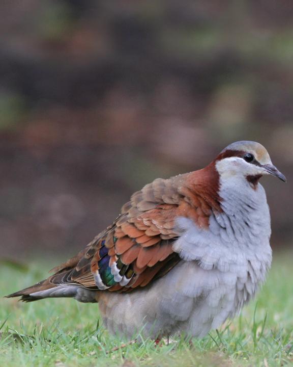 Brush Bronzewing Photo by Chris Wiley