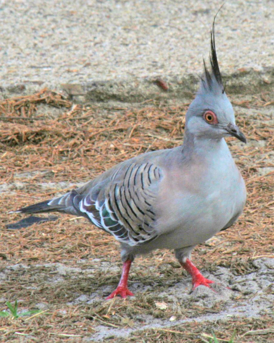Crested Pigeon Photo by Mokie Visser