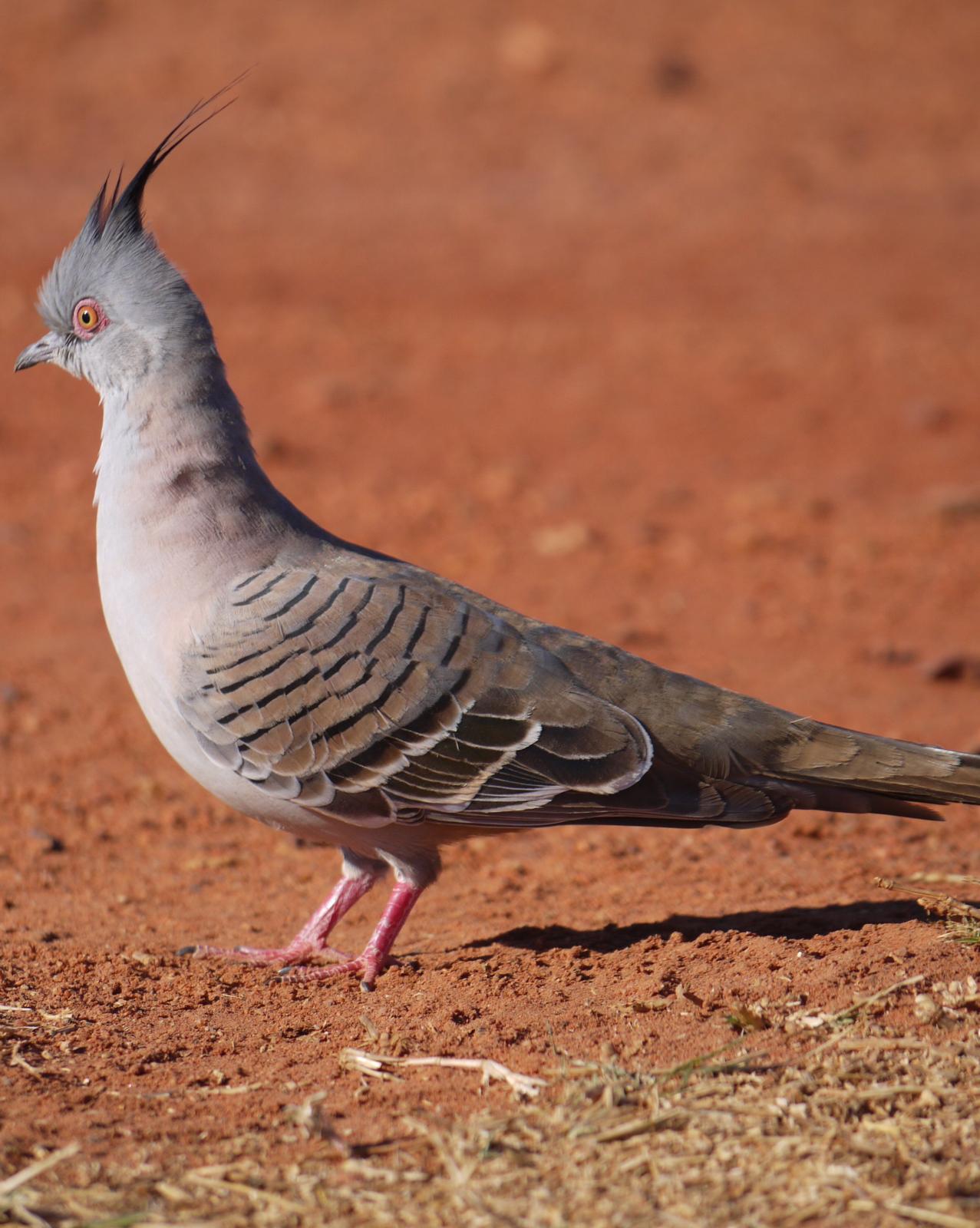 Crested Pigeon Photo by Peter Lowe