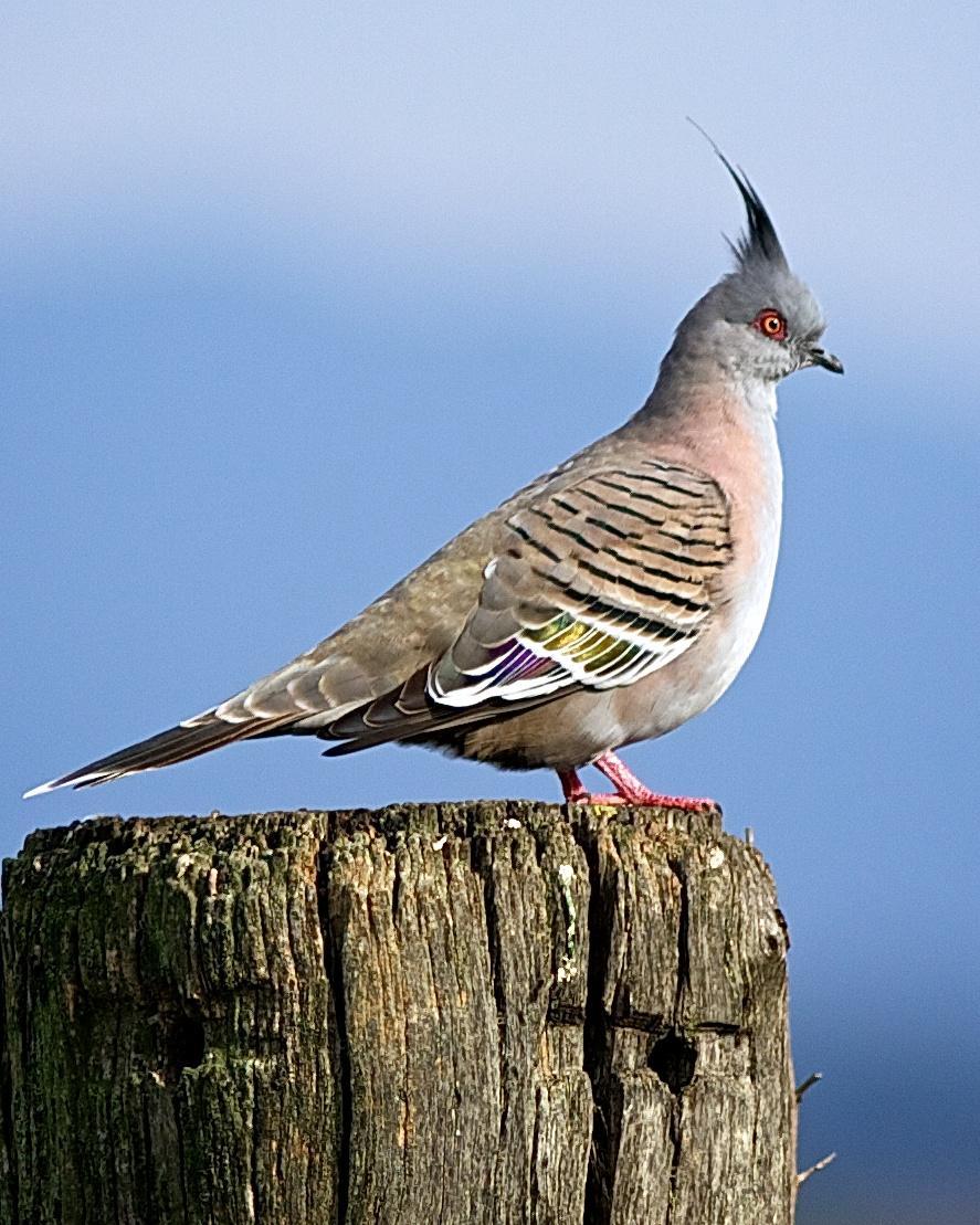 Crested Pigeon Photo by Luke Shelley