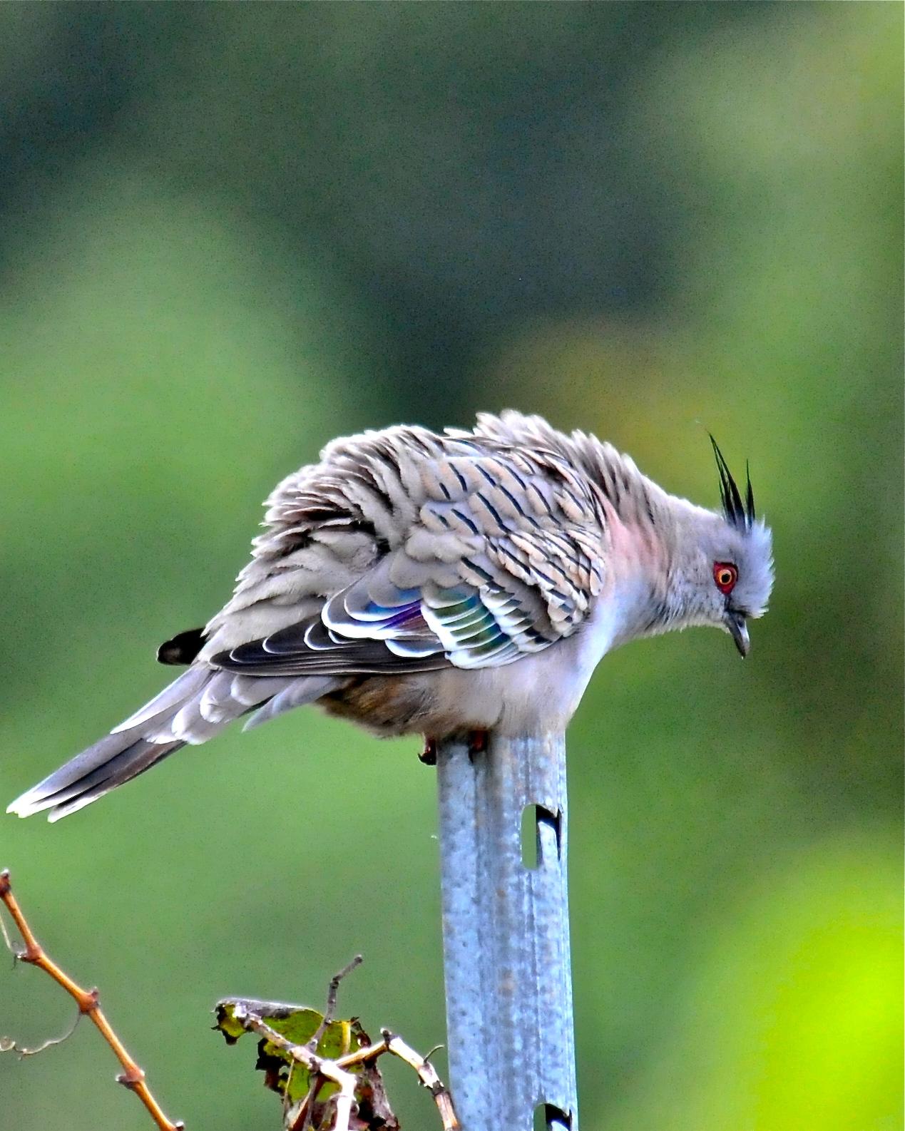 Crested Pigeon Photo by Gerald Friesen
