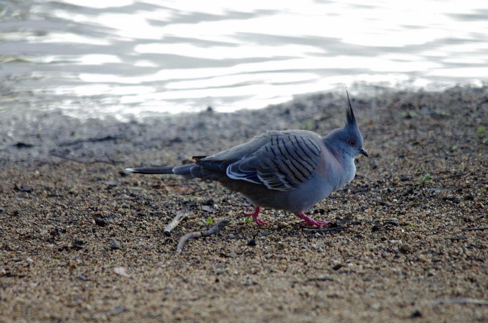 Crested Pigeon Photo by Richard Lund
