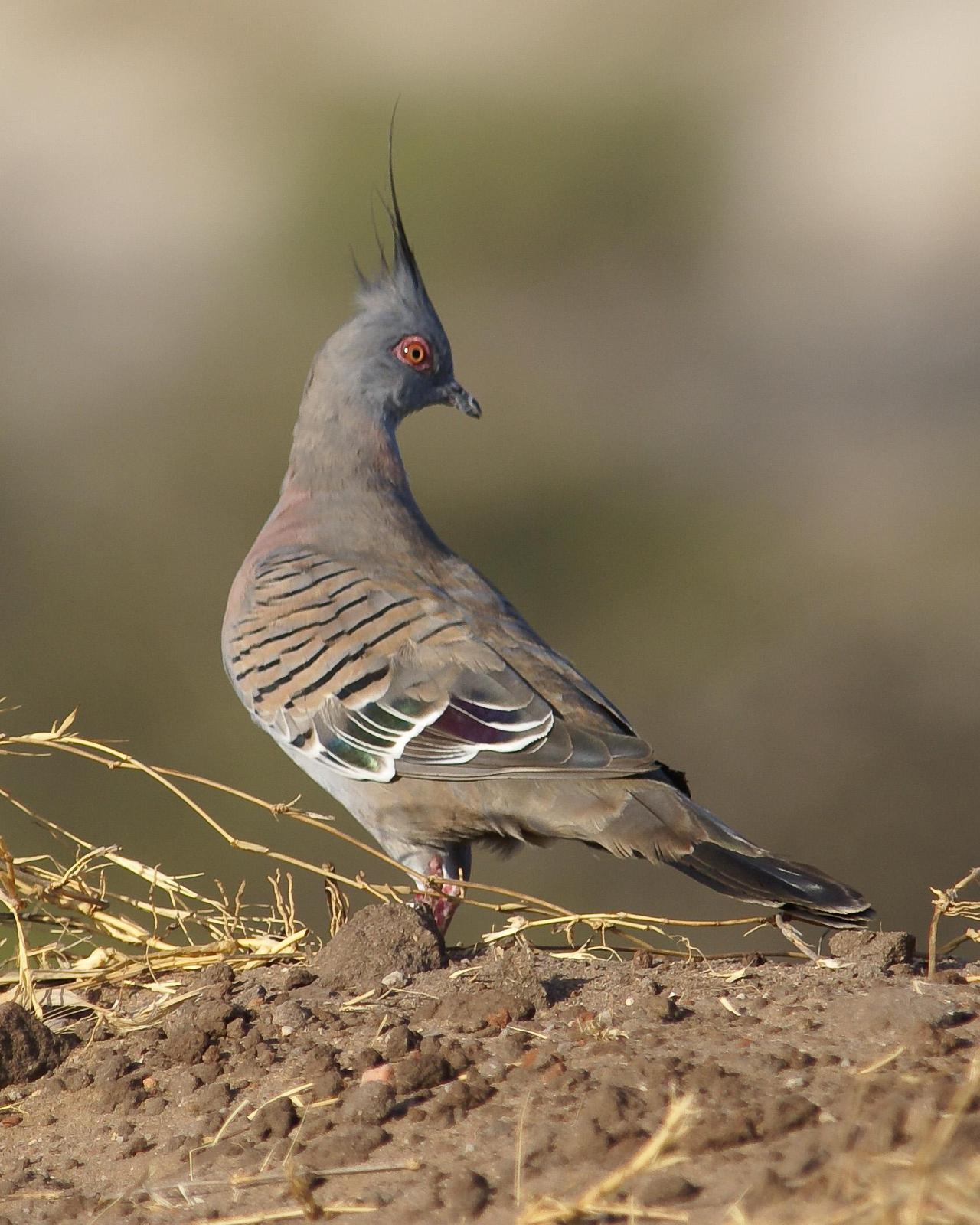 Crested Pigeon Photo by Steve Percival