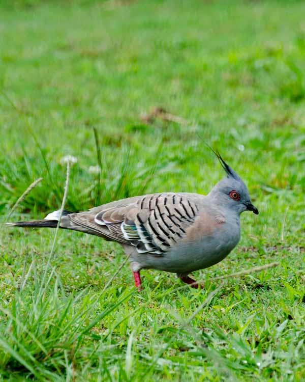 Crested Pigeon Photo by Bob Hasenick