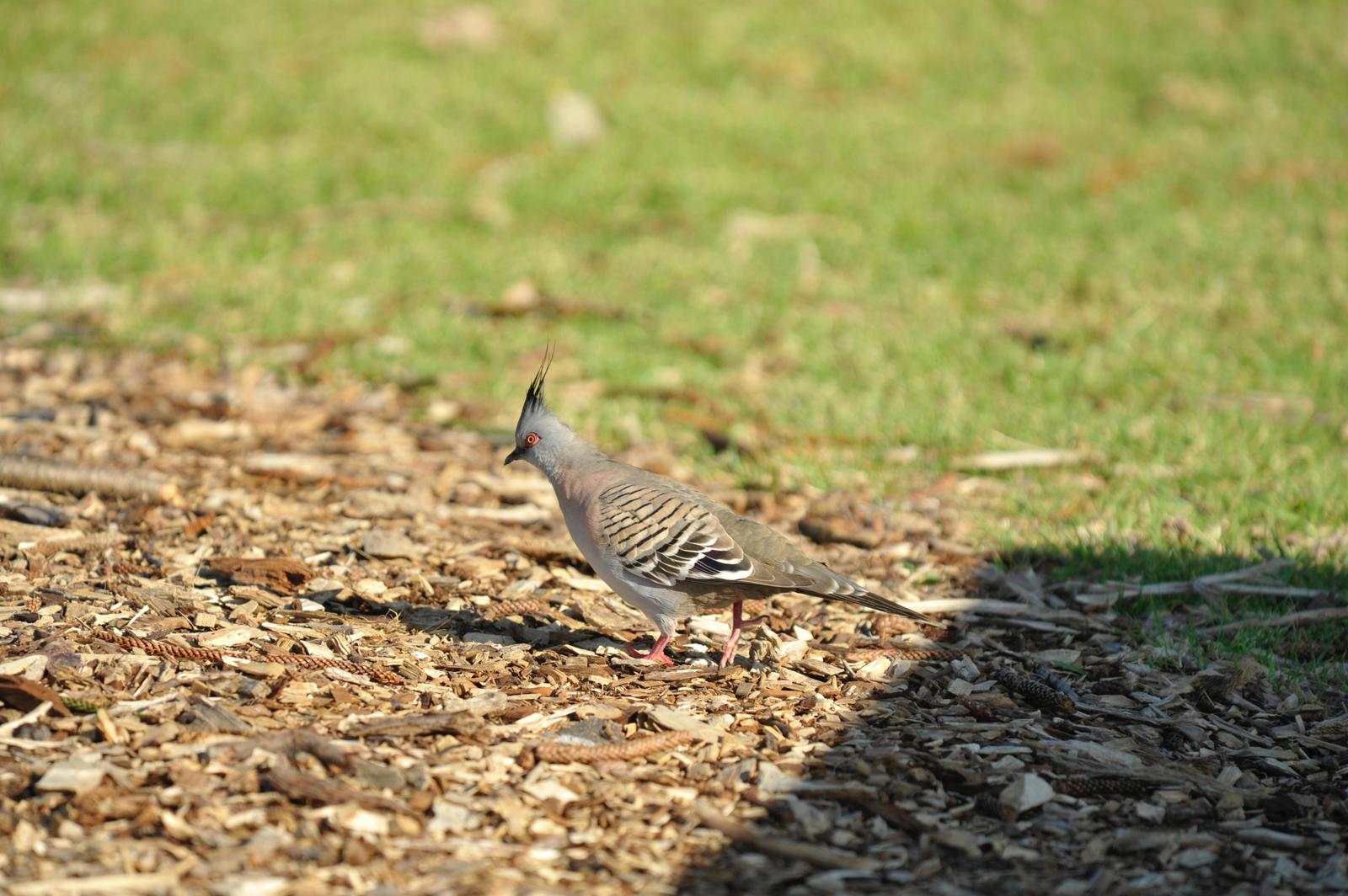 Crested Pigeon Photo by marcel finlay