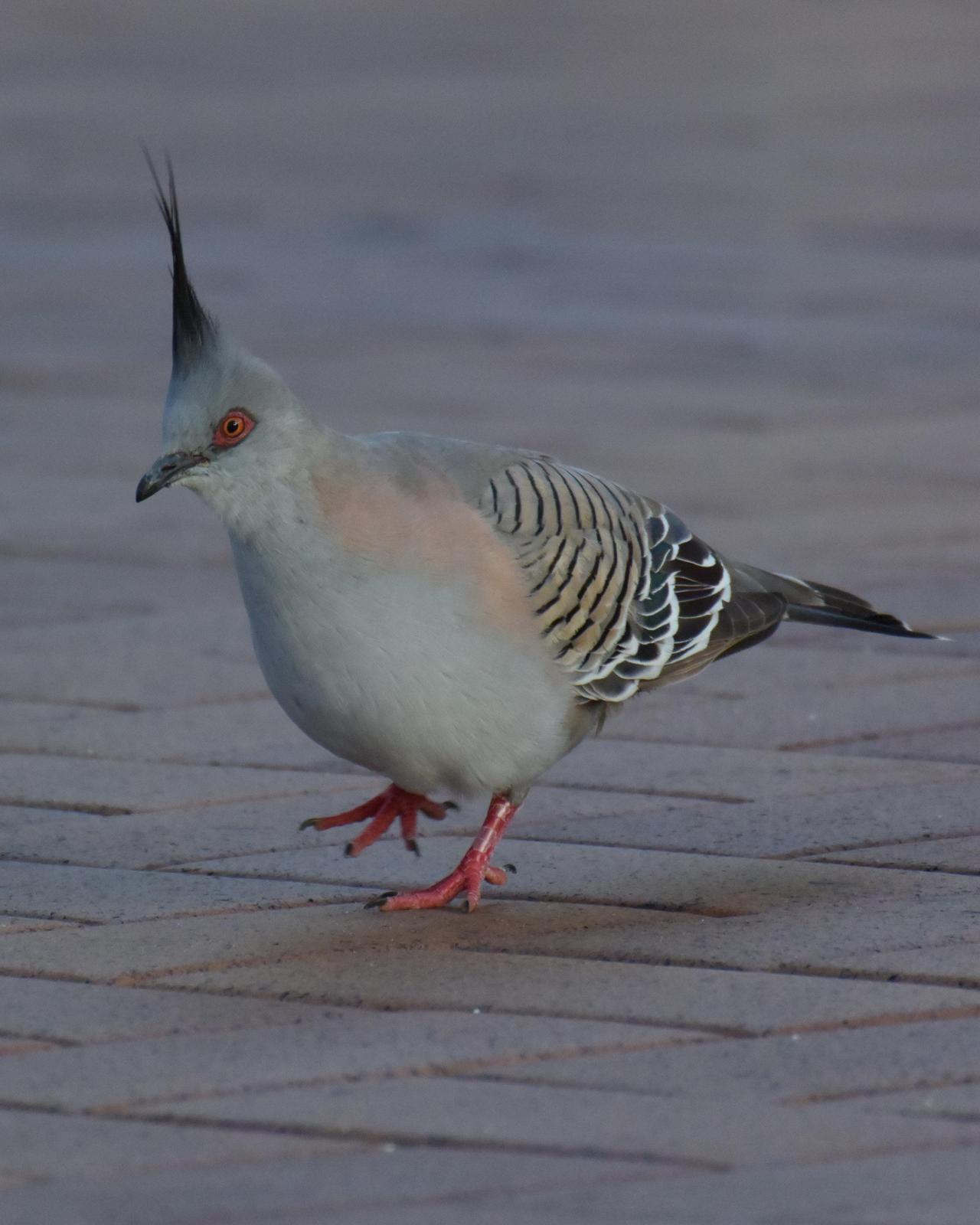 Crested Pigeon Photo by Steve Percival