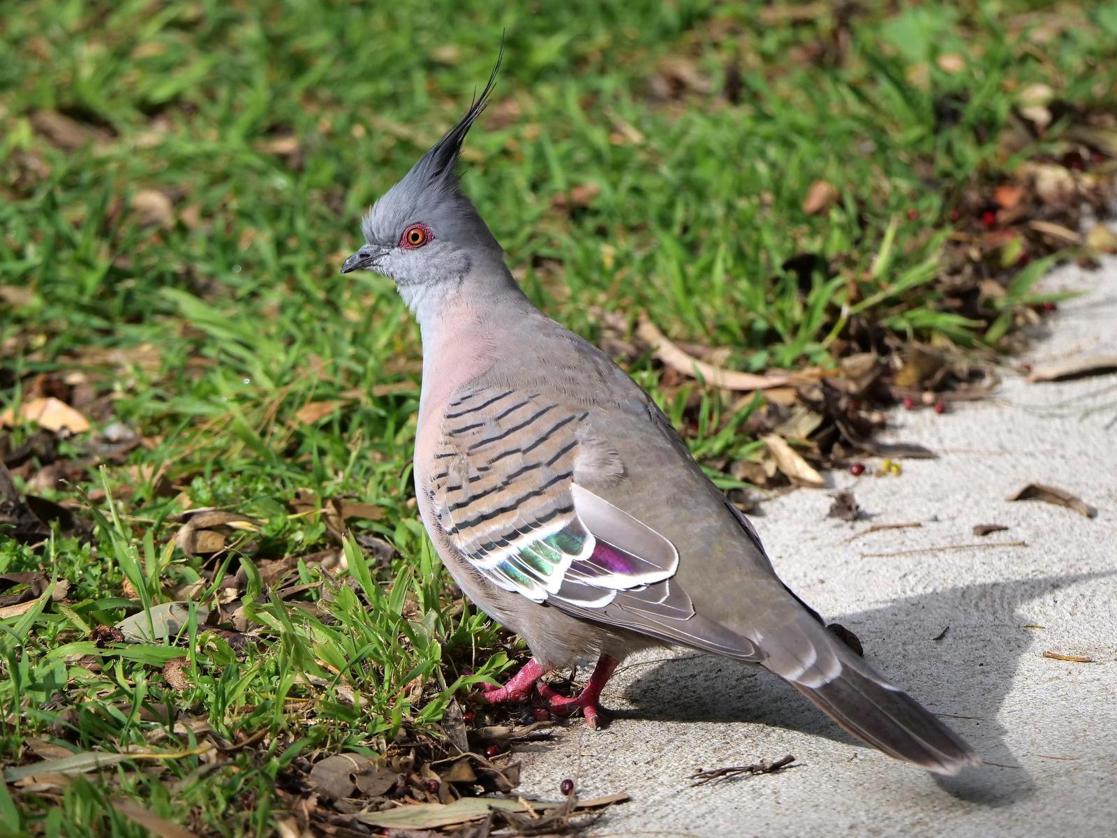 Crested Pigeon Photo by Peter Lowe