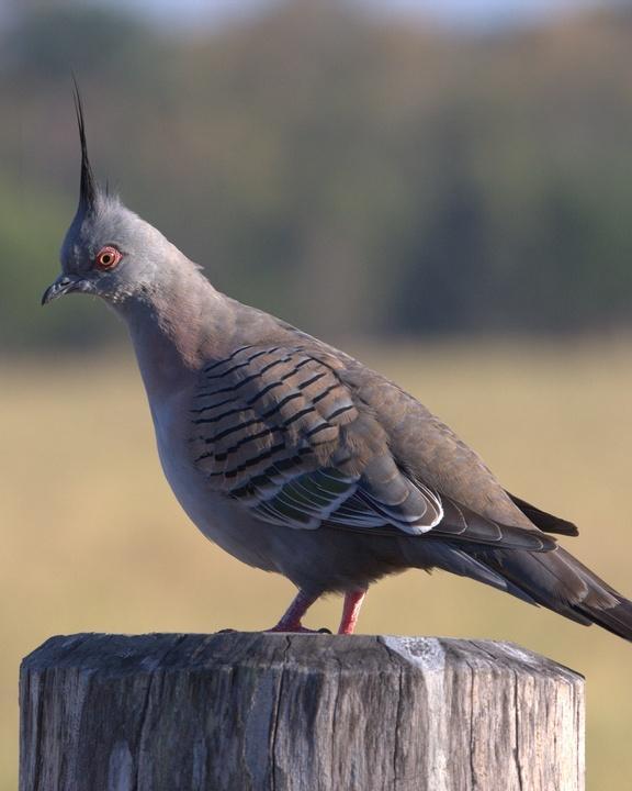 Crested Pigeon Photo by Mat Gilfedder