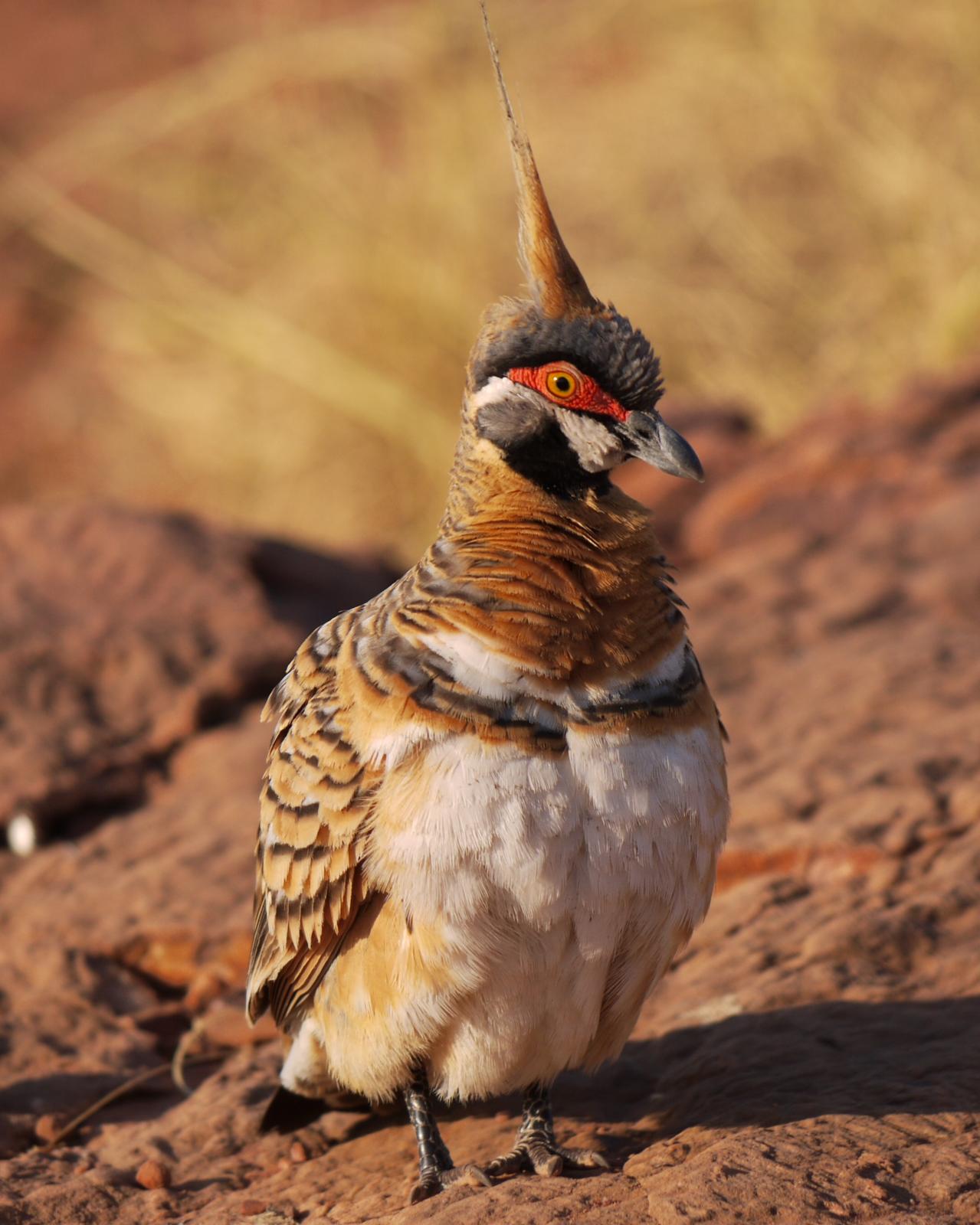 Spinifex Pigeon Photo by Peter Lowe