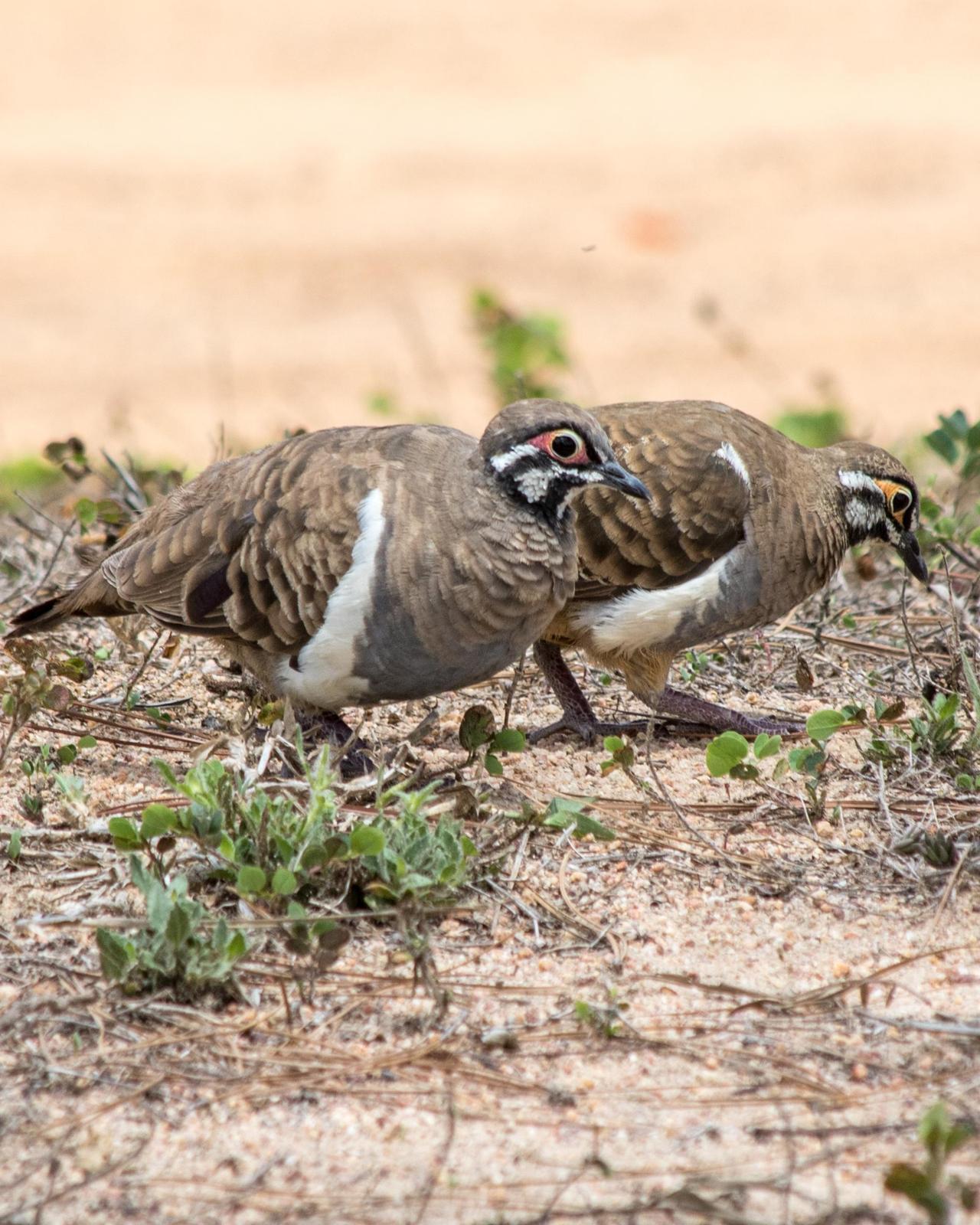 Squatter Pigeon Photo by Mark Baldwin