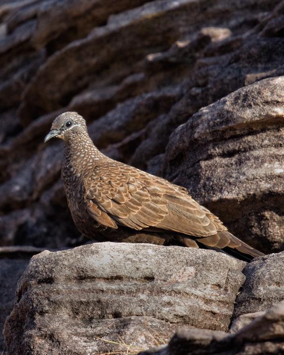 Chestnut-quilled Rock-Pigeon Photo by Mat Gilfedder