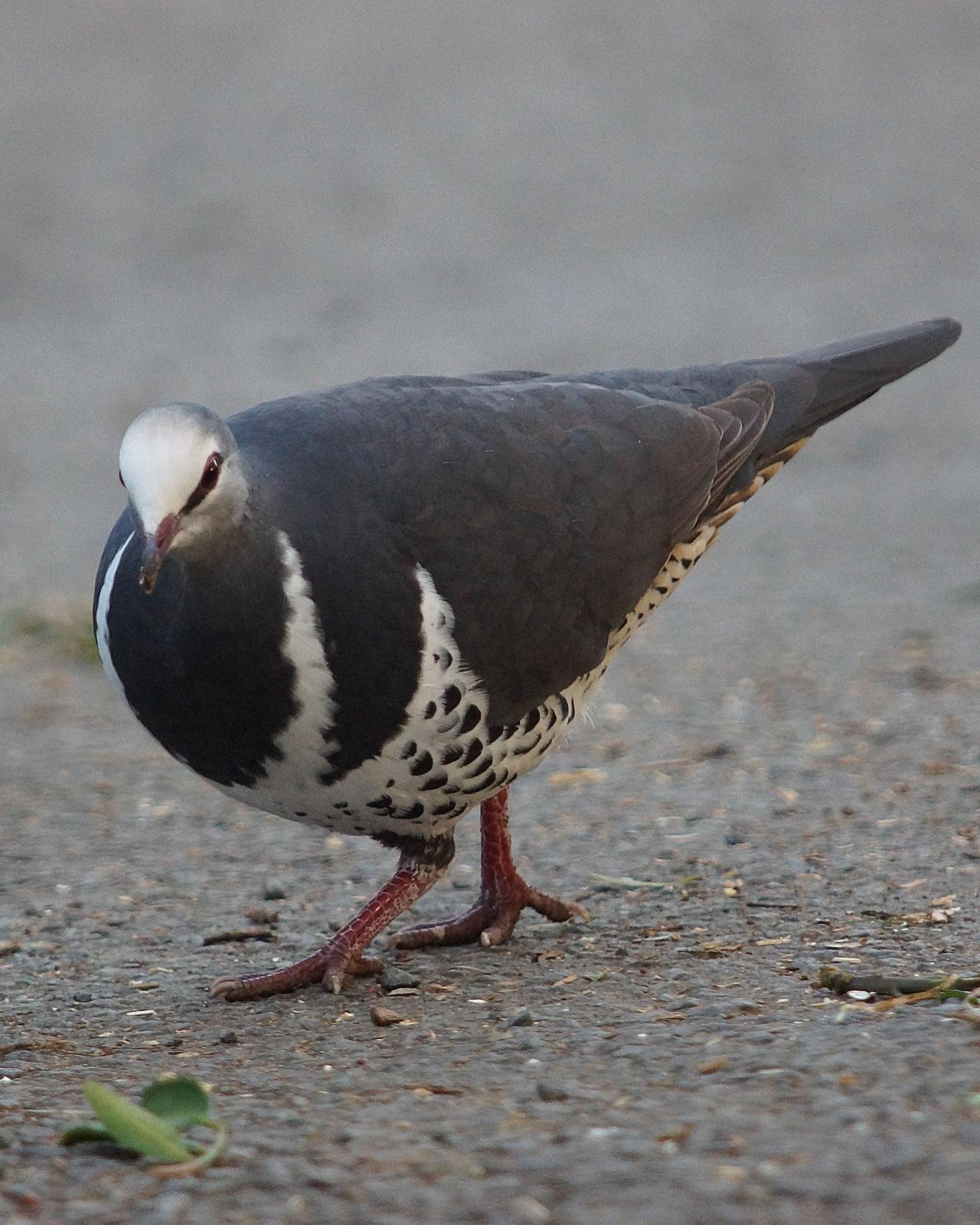 Wonga Pigeon Photo by Steve Percival