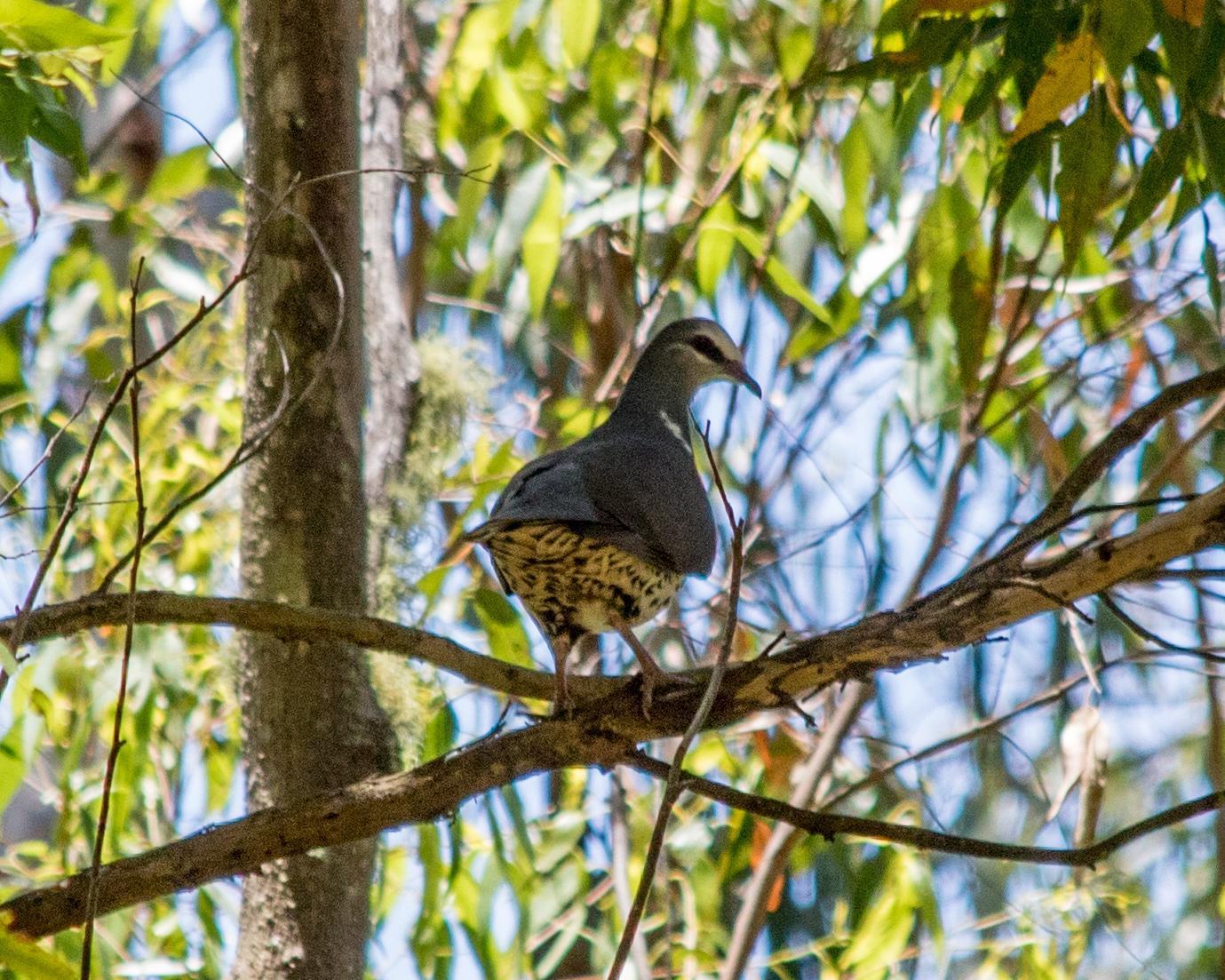 Wonga Pigeon Photo by Mark Baldwin
