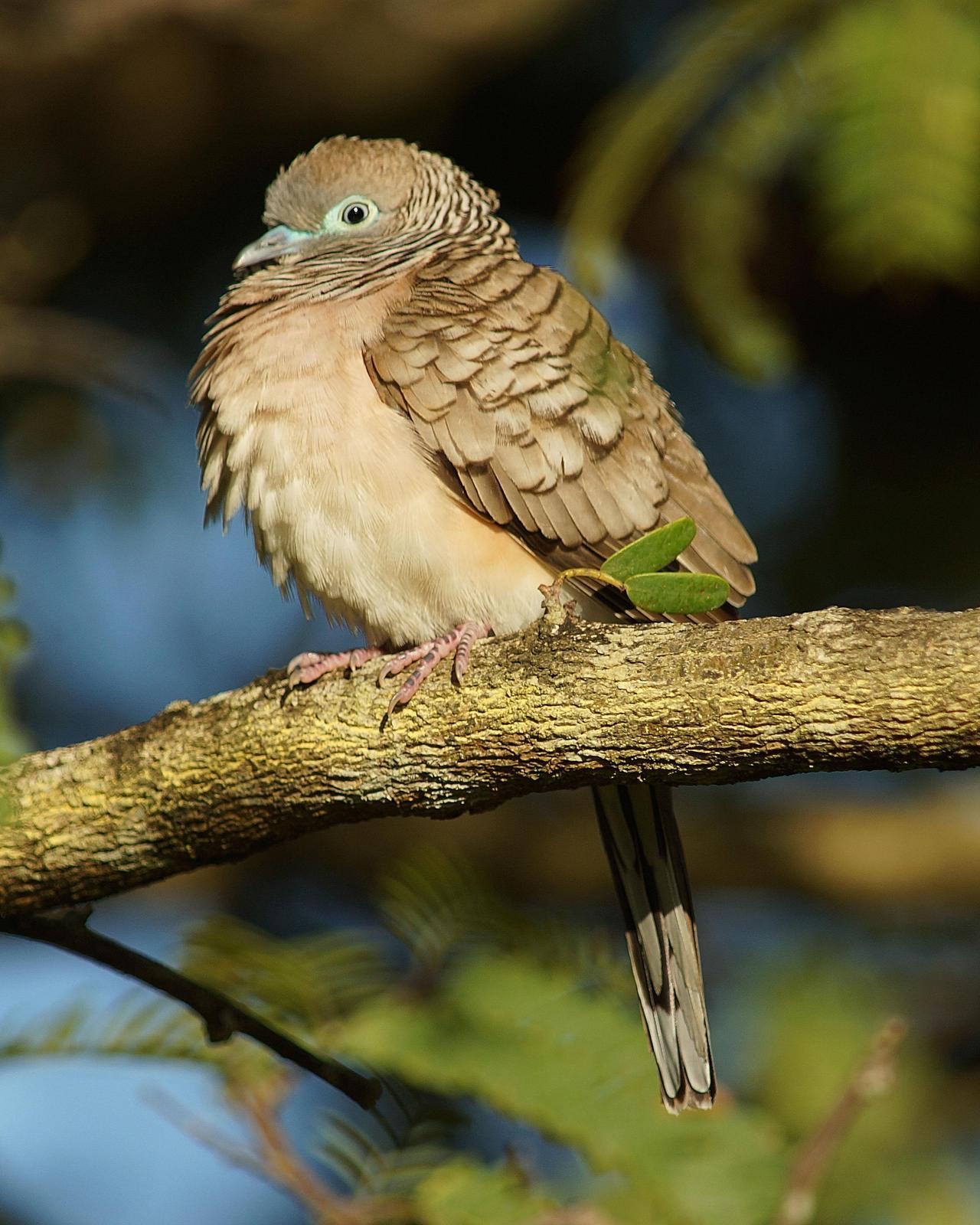 Peaceful Dove Photo by Steve Percival