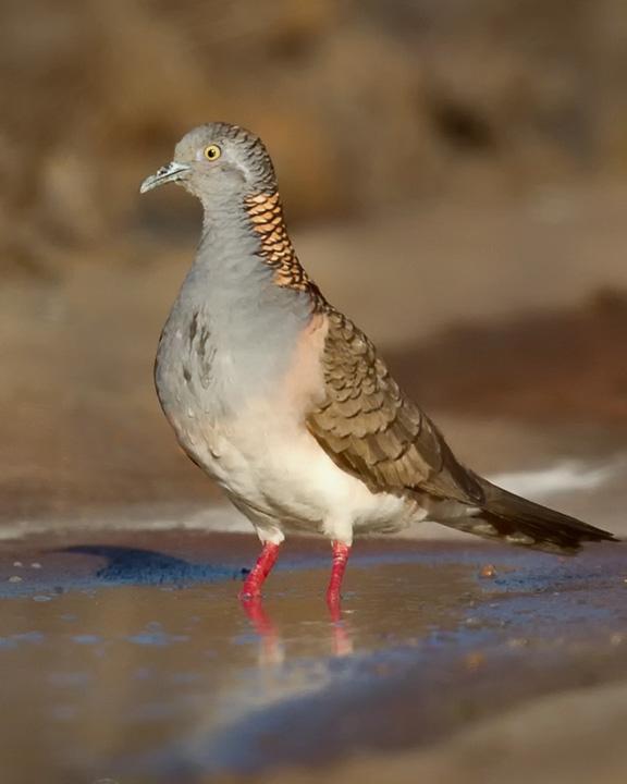 Bar-shouldered Dove Photo by Mat Gilfedder