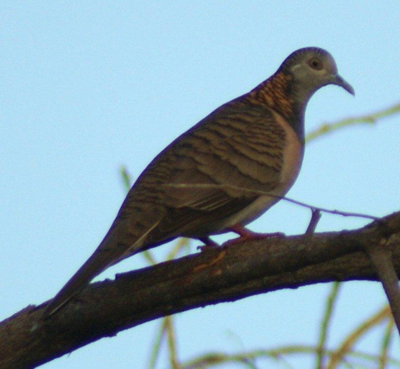 Bar-shouldered Dove Photo by Robin Oxley