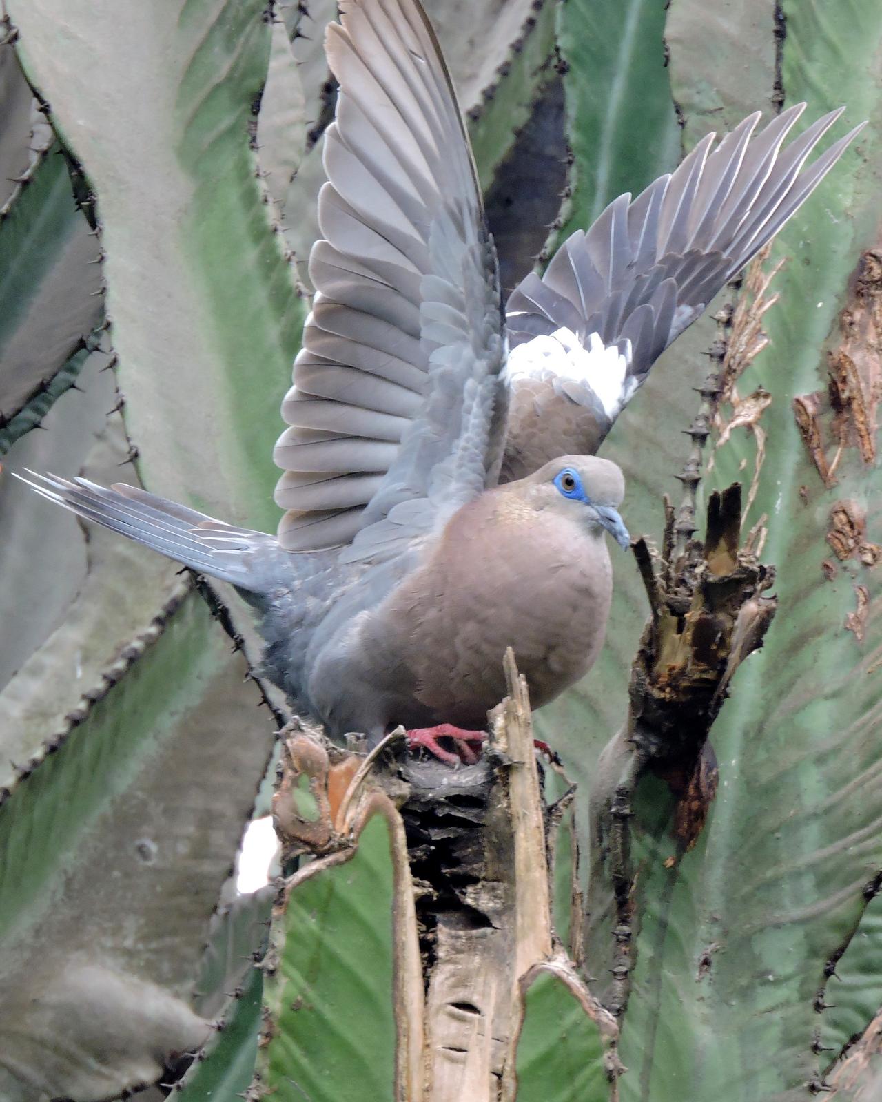 West Peruvian Dove Photo by Peter Lowe
