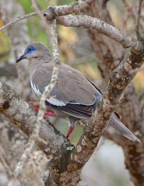 West Peruvian Dove Photo by Andrew Pittman