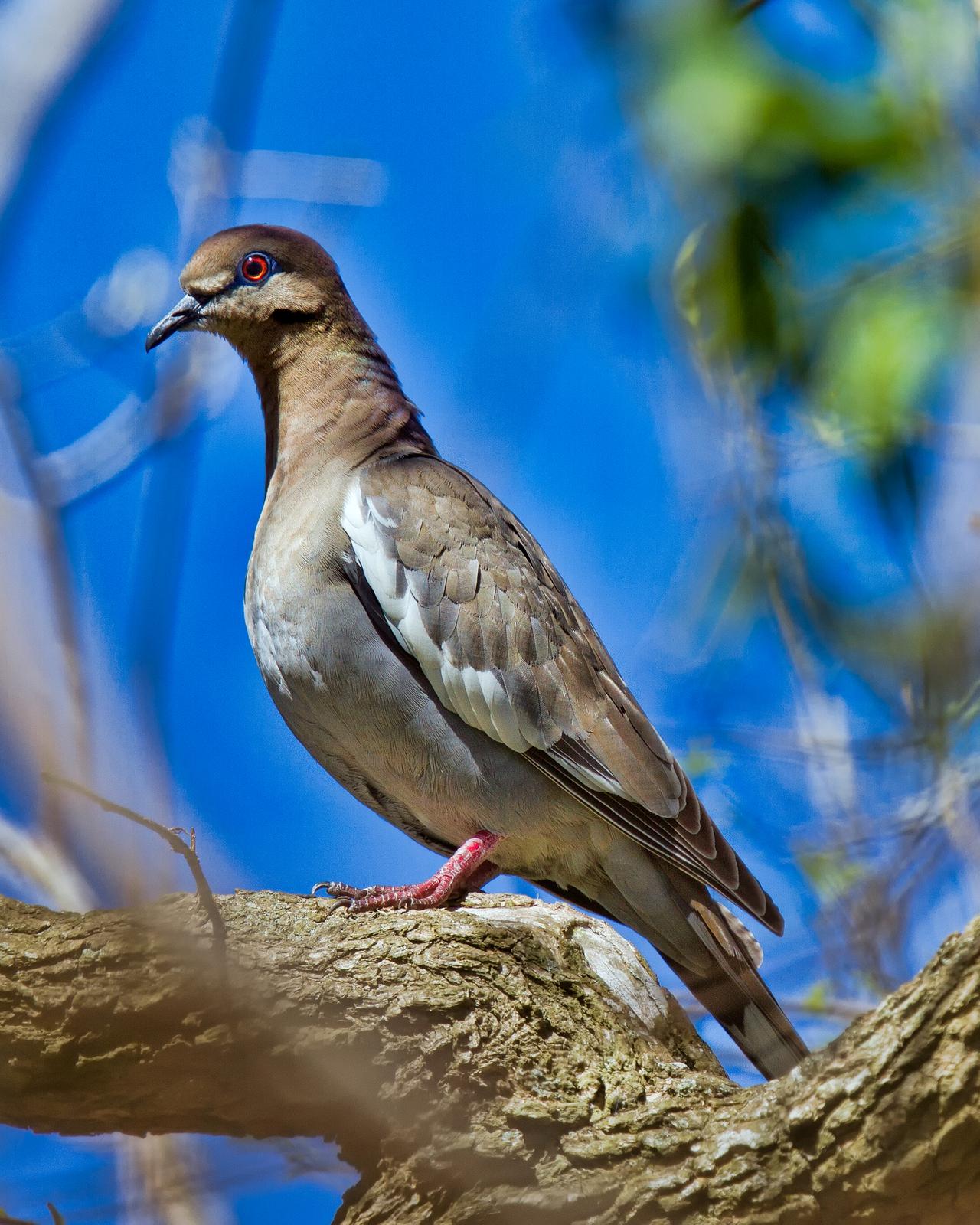 White-winged Dove Photo by JC Knoll